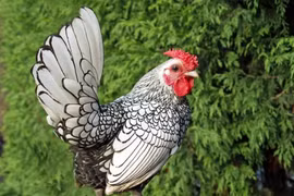 6 giống gà quý đắt nhất Việt Nam, có tiền chưa chắc mua được