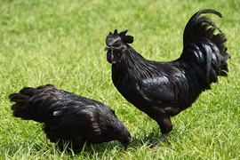 Nhiều tiền chưa chắc mua được 6 giống gà quý này