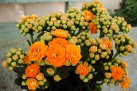 10 loại cây cảnh mini lọc không khí cực đỉnh, loại sạch nấm mốc