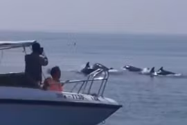 Sửng sốt đàn cá heo trăm con xuất hiện trên biển Hội An