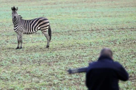 Ngựa vằn đại náo đường cao tốc, xe đâm nhau loạn xạ