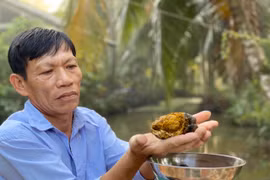 Khám phá choáng váng viên sỏi mật trâu bò 200 triệu