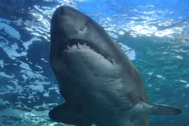 Bất ngờ tìm thấy con cá mập Greenland trên 500 tuổi