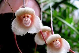 Loạt ảnh "độc" chứng minh sự diệu kỳ của tạo hóa