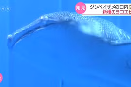 Hãi hùng tìm thấy 1.000 sinh vật sống trong miệng cá mập voi