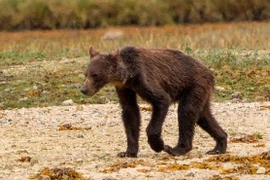 Ám ảnh gấu xám Canada gầy trơ xương dù sắp ngủ đông