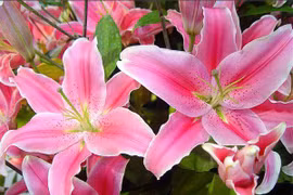 5 loại hoa cấm để lên bàn thờ tháng 7 âm kẻo đắc tội thần linh, càng làm càng lụi