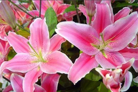 5 loại hoa cấm để lên bàn thờ tháng 7 âm kẻo đắc tội thần linh, càng làm càng lụi