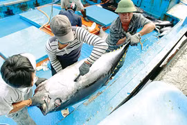 Rộn ràng mùa cá ngừ đại dương