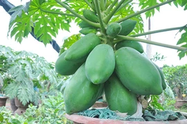 Đu đủ bonsai tán siêu độc tiền triệu hút hàng trước Tết