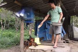 Nuôi 50 con trâu, bò không cần chăn chỉ cho ăn mấy hạt muối