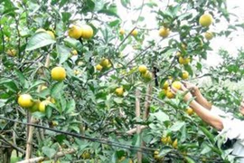 Cam “tiến Vua” 50.000 đồng/quả vẫn đắt khách giáp Tết