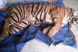 Đột nhập đường dây buôn bán hổ trái phép từ Lào về VN