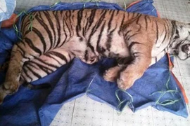 Đột nhập đường dây buôn bán hổ trái phép từ Lào về VN