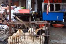 Thông tin gây sốc về lễ hội thịt chó khét tiếng Trung Quốc