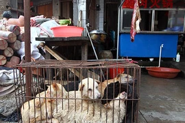 Thông tin gây sốc về lễ hội thịt chó khét tiếng Trung Quốc