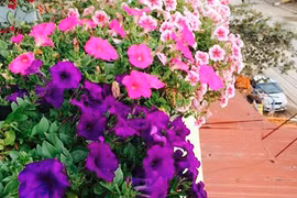 Đẹp ngỡ ngàng tháp dạ yến thảo “khổng lồ” ở Bắc Giang