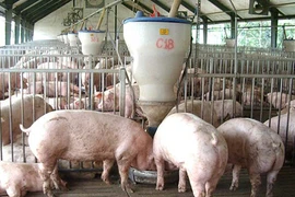 Sốc: 1 con lợn chịu 51 khoản phí từ chuồng ra chợ