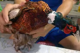 Bắt được chim lạ, nghi là loài cực hiếm trong sách đỏ