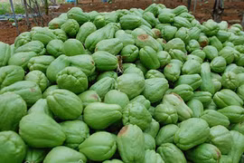 Su su rớt giá thảm, hàng trăm tấn dùng làm phân