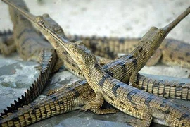 Loài cá có mõm dài cực “độc” giá nghìn đô, chơi làm cảnh