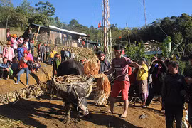 Ảnh: Điều đặc biệt trong lễ đâm trâu ở Quảng Nam