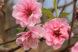 Tím trời tam giác mạch trên đỉnh Pha Đin