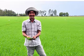 Nổi tiếng khắp vùng vì biệt tài nhìn trời đoán bệnh trên cây lúa