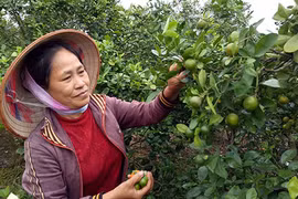 Ai đã xui dân phá lúa, trồng quất ở Hải Dương?