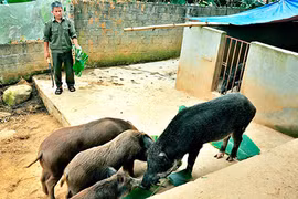 Vẫn đắt hàng nhờ chăn nuôi lợn hữu cơ 