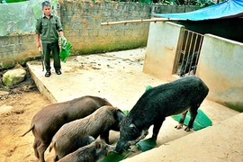Vẫn đắt hàng nhờ chăn nuôi lợn hữu cơ 