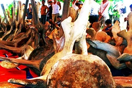 Phục chế hai bộ xương cá voi khổng lồ ở đảo Lý Sơn