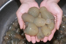 Ngư dân đổ xô bắt rum biển - thần dược tăng cường “chuyện ấy“