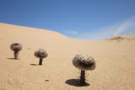 Một loài cây kỳ lạ và hiếm có, đặc hữu trong sa mạc Sonoran