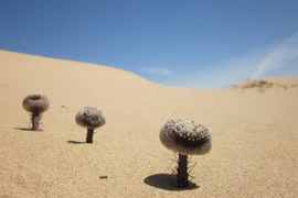 Một loài cây kỳ lạ và hiếm có, đặc hữu trong sa mạc Sonoran