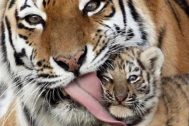 Cận cảnh chiếc lưỡi đầy 'gai nhọn' quyền lực của Chúa tể rừng xanh