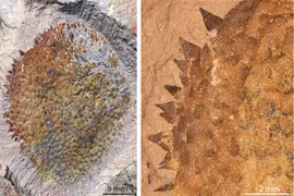 Nóng: Tìm thấy tổ tiên động vật thân mềm 500 triệu năm tuổi