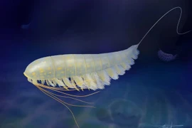 Sinh vật kỳ lạ 450 triệu năm hóa thạch thành vàng