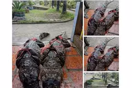 Thực hư thông tin bắt được cá sấu 83kg ở Cà Mau