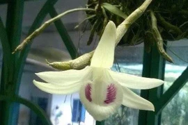 Chủ cũ giỏ lan giả hạc 6,8 tỷ đồng tiết lộ thông tin bất ngờ