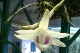 Chủ cũ giỏ lan giả hạc 6,8 tỷ đồng tiết lộ thông tin bất ngờ