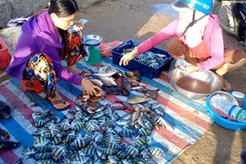 Hải sản tươi roi rói tại chợ cá sáng sớm trên đảo Lý Sơn