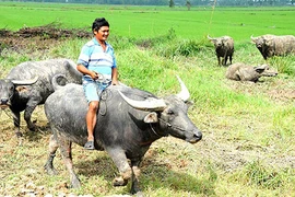 Tỷ phú "mục đồng" miền Tây và đàn trâu đẹp như tranh vẽ