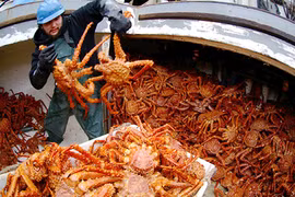 Cua hoàng đế - mạo hiểm cả tính mạng, chỉ ăn mỗi chân