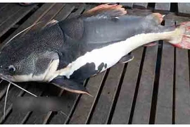 Bí ẩn khu vực nuôi “thủy quái” râu dài vùng Amazon trên sông Hậu