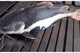 Bí ẩn khu vực nuôi “thủy quái” râu dài vùng Amazon trên sông Hậu