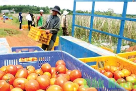 Tuyệt chiêu trồng hiệu quả của chủ vườn cà chua tiền tỷ