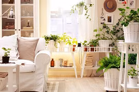 Sai lầm nghiêm trọng khi trồng cây, hoa trong nhà cần bỏ gấp