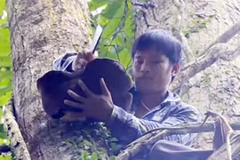 Lặn lội rừng sâu săn nấm quý