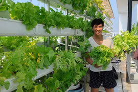 Vợ chồng Lý Hải khoe cảnh thu hoạch rau xà lách to như bó hoa